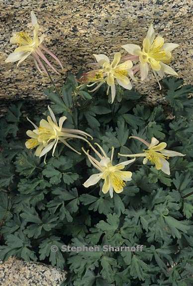 aquilegia pubescens 2 graphic